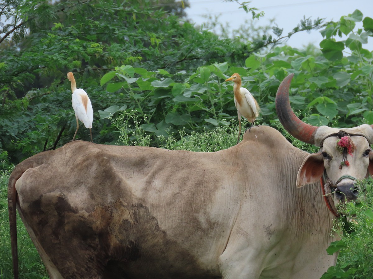 Eastern Cattle Egret - Shilpa Gadgil