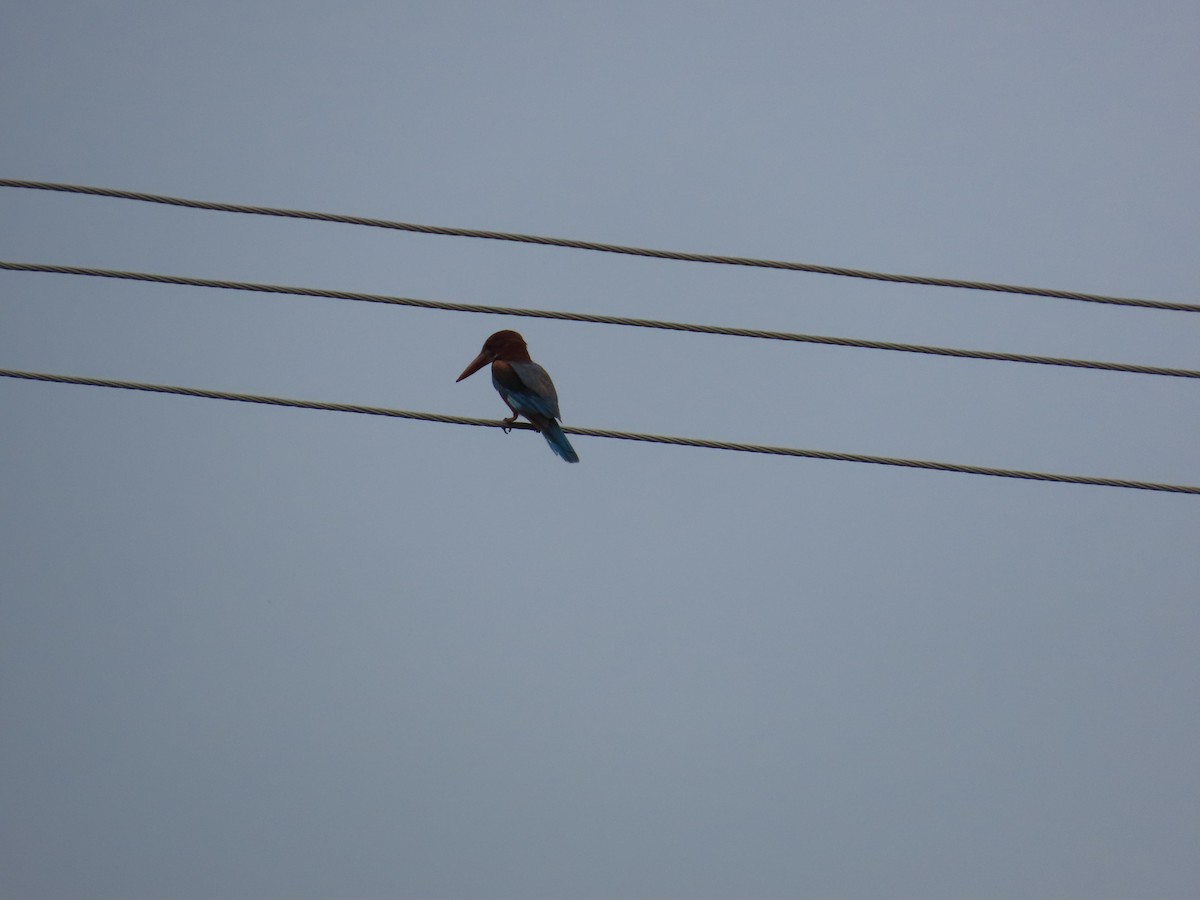 White-throated Kingfisher - Shilpa Gadgil