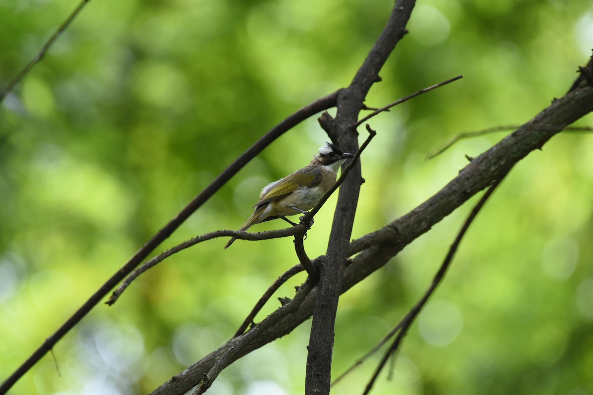 Light-vented Bulbul - ML622057877