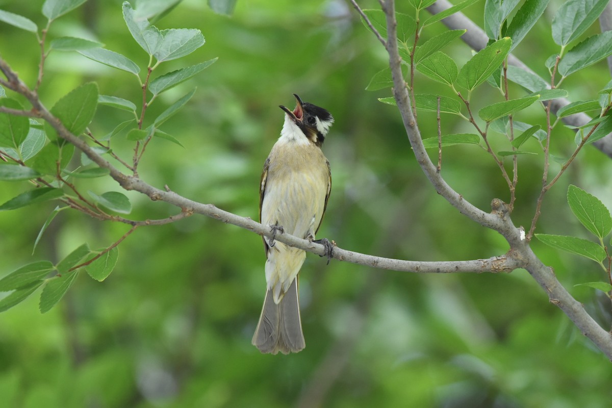 Light-vented Bulbul - ML622057879