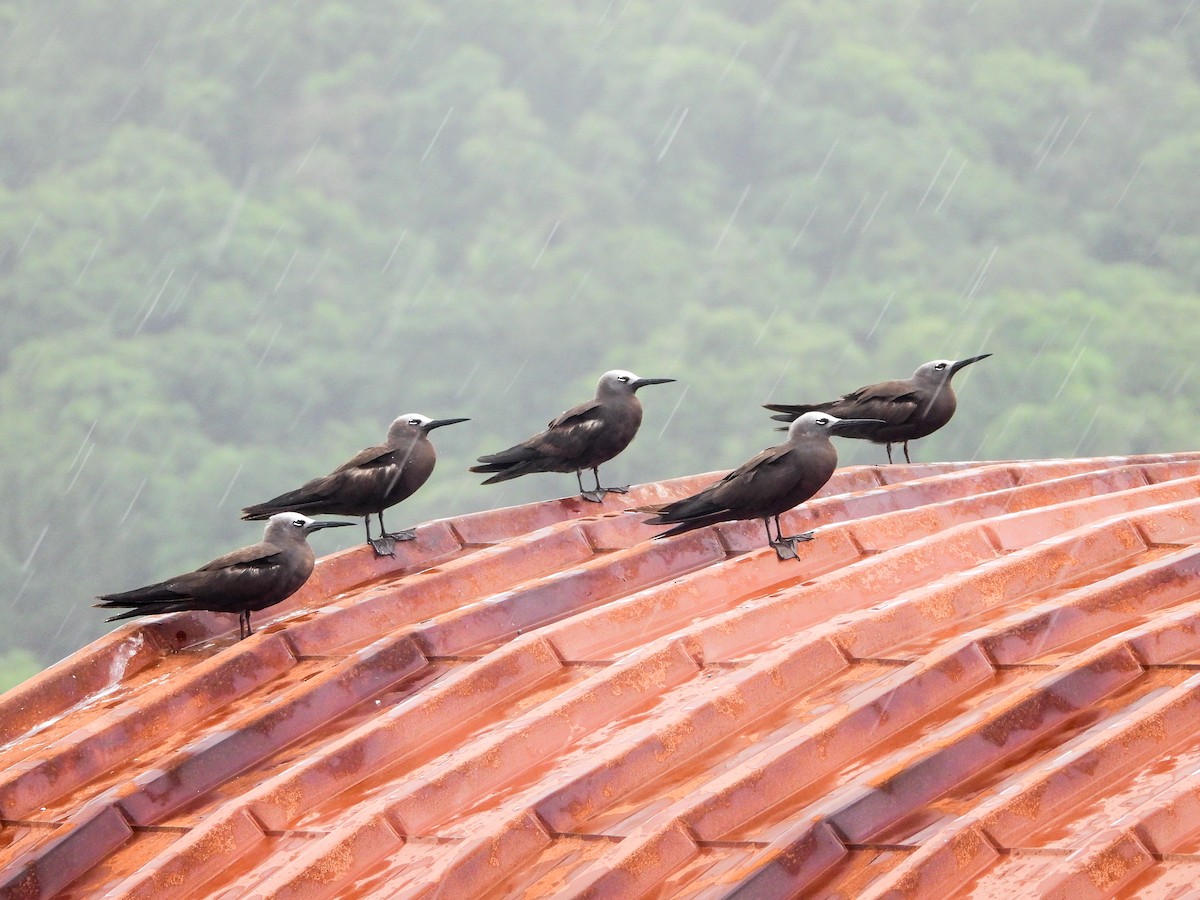 Lesser Noddy - ML622057884