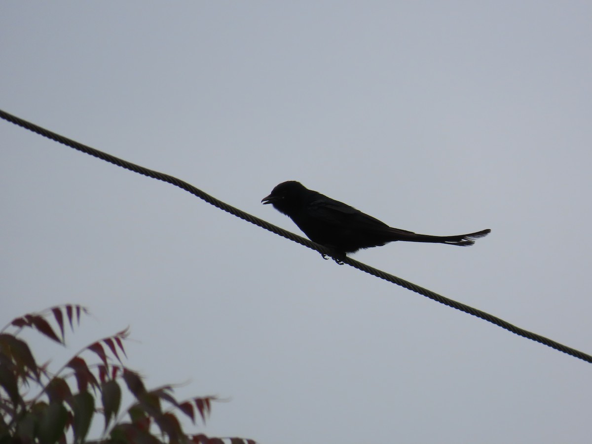 Black Drongo - ML622057886