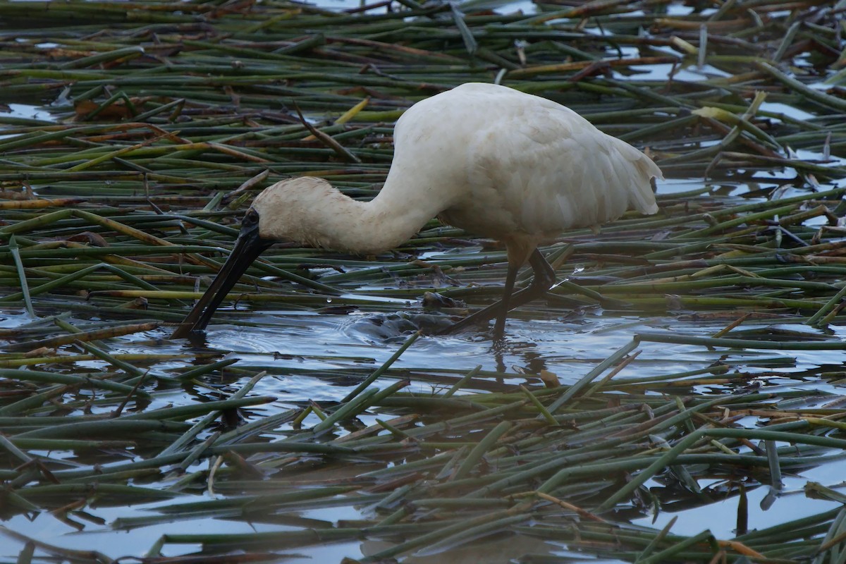 Royal Spoonbill - ML622057887