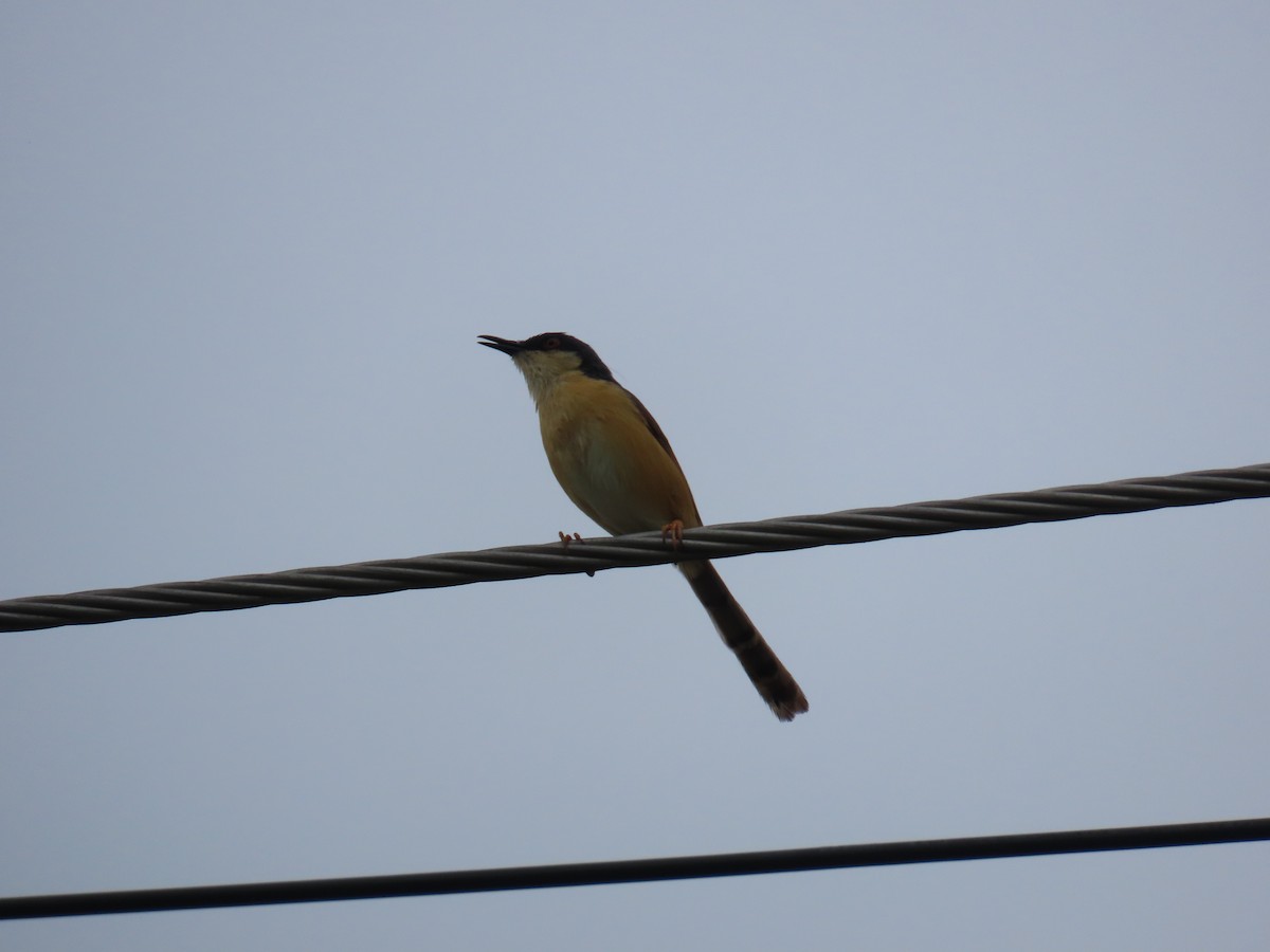 Ashy Prinia - ML622057888