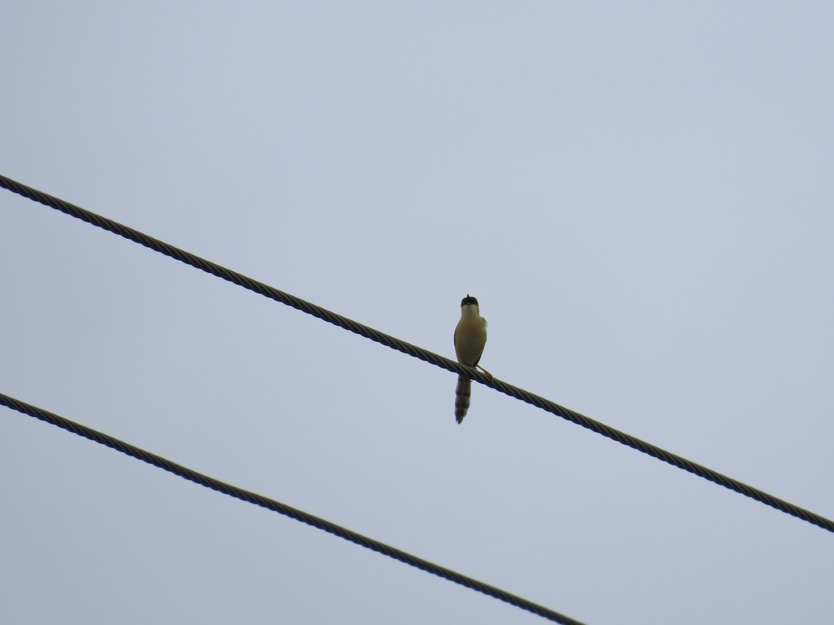 Ashy Prinia - ML622057891