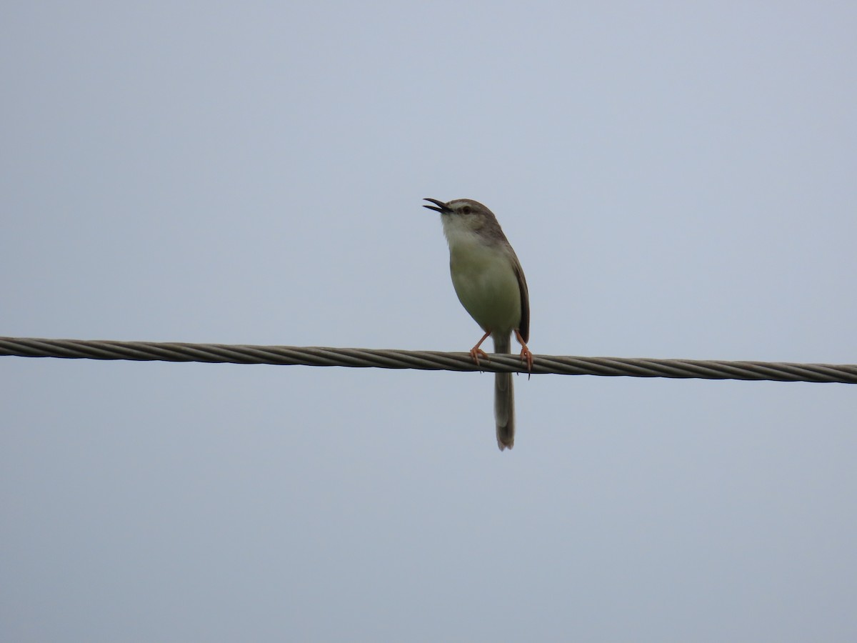 Plain Prinia - ML622057894