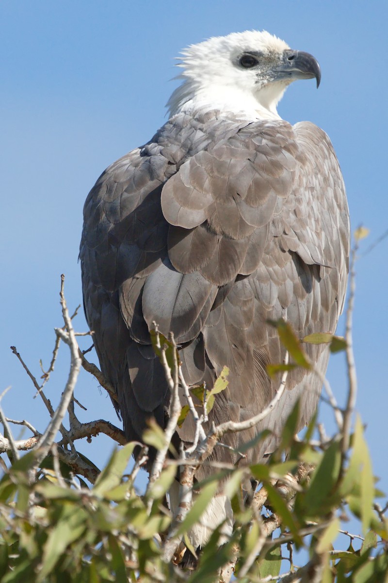 White-bellied Sea-Eagle - ML622057895