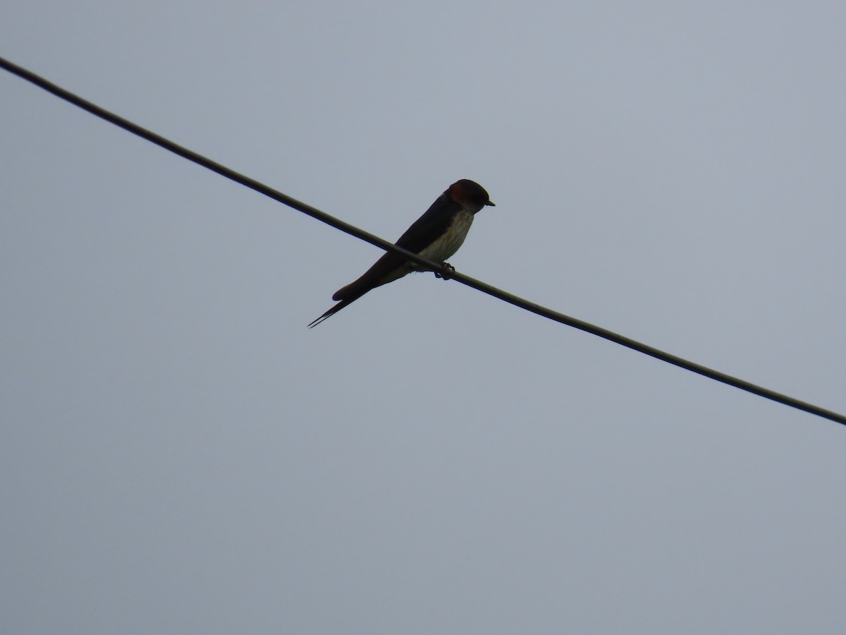 Red-rumped Swallow - ML622057897