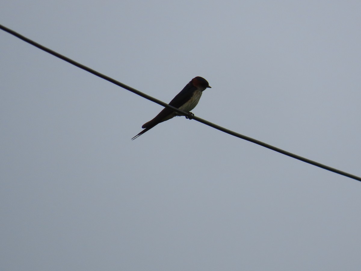 Red-rumped Swallow - Shilpa Gadgil