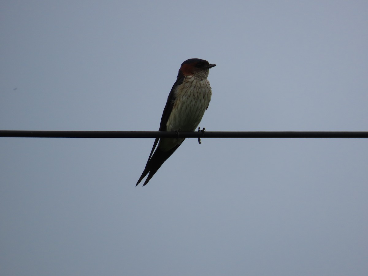 Red-rumped Swallow - ML622057898