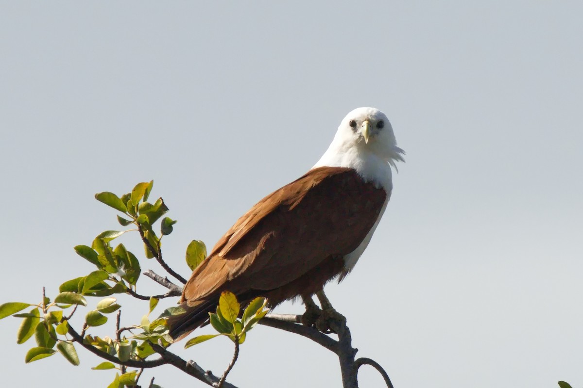 Brahminy Kite - ML622057899