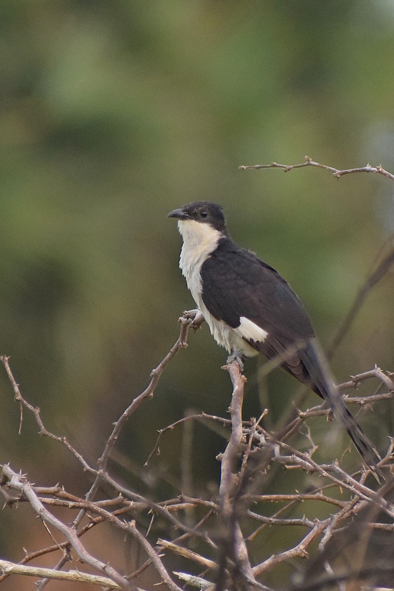 Pied Cuckoo - ML622057901