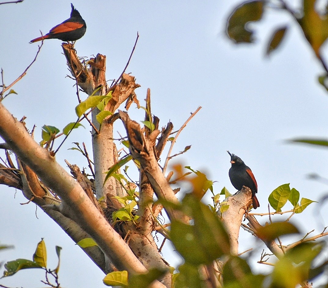 Crested Bunting - ML622057902