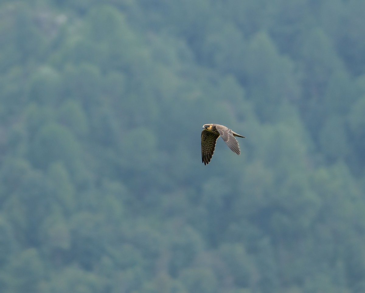 Eurasian Hobby - ML622057903