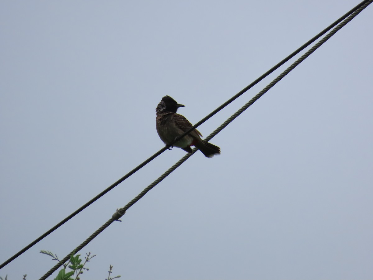 Red-vented Bulbul - ML622057904