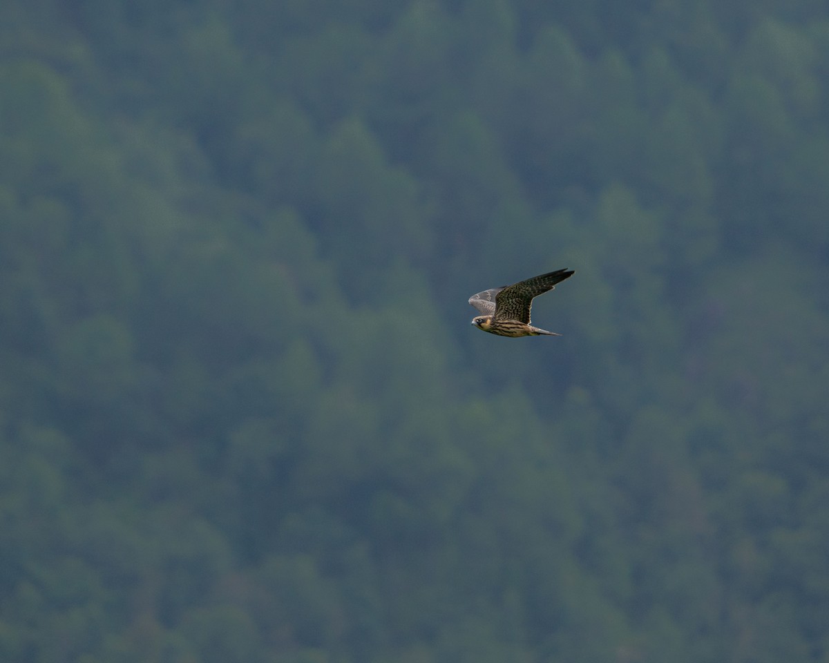 Eurasian Hobby - ML622057906