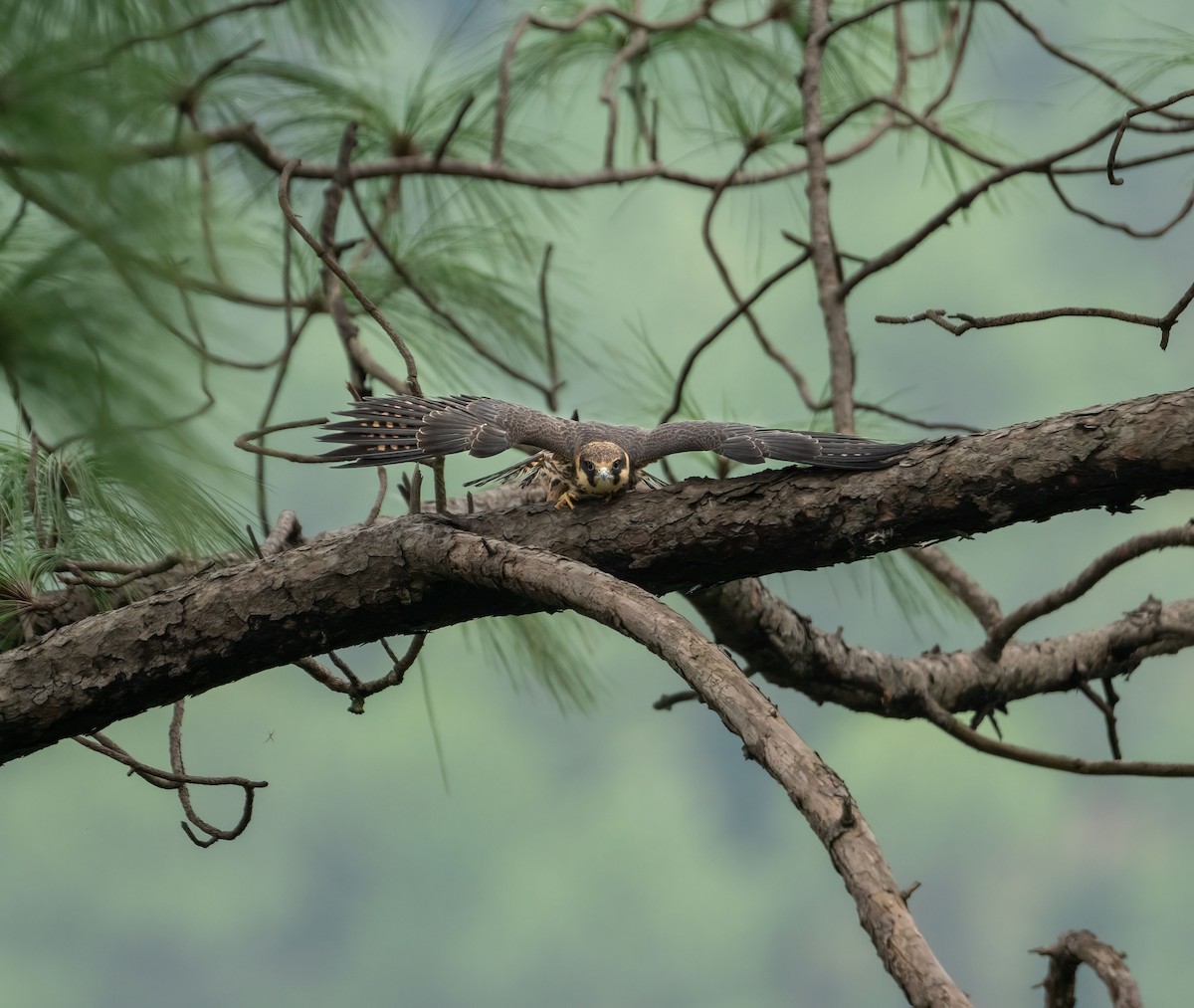 Eurasian Hobby - ML622057909