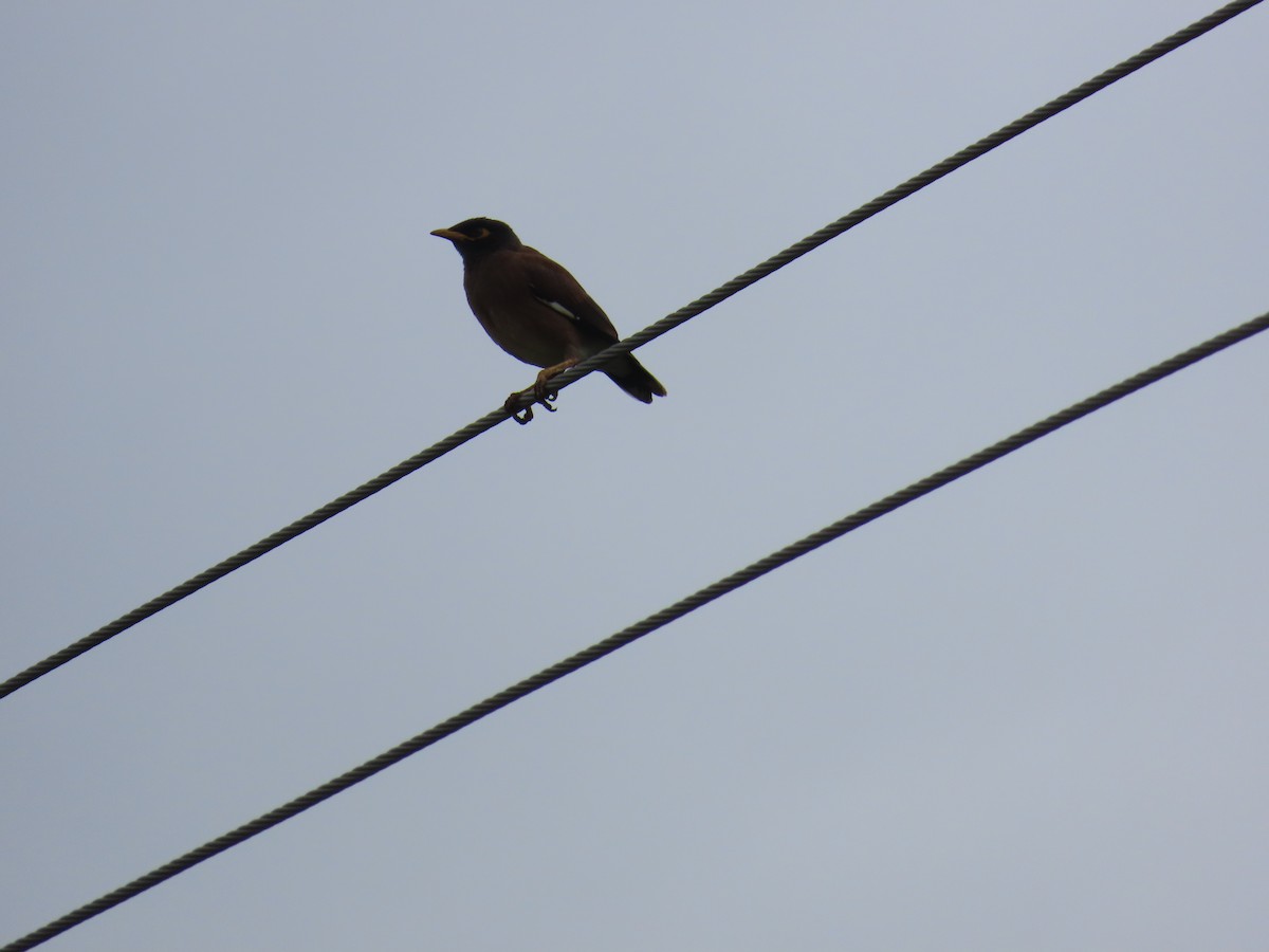 Common Myna - ML622057911