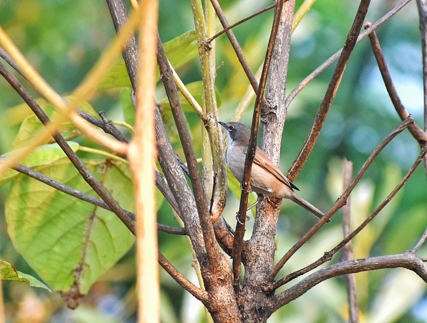 Lesser Whitethroat - ML622057916