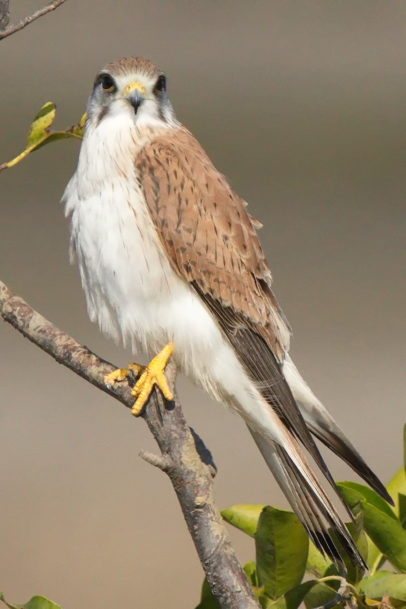 Nankeen Kestrel - ML622057917