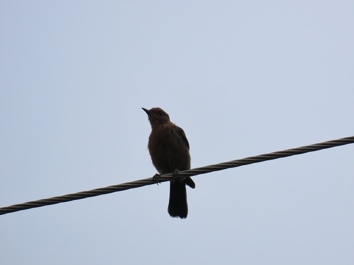 Brown Rock Chat - ML622057918