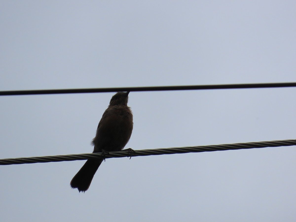 Brown Rock Chat - ML622057919