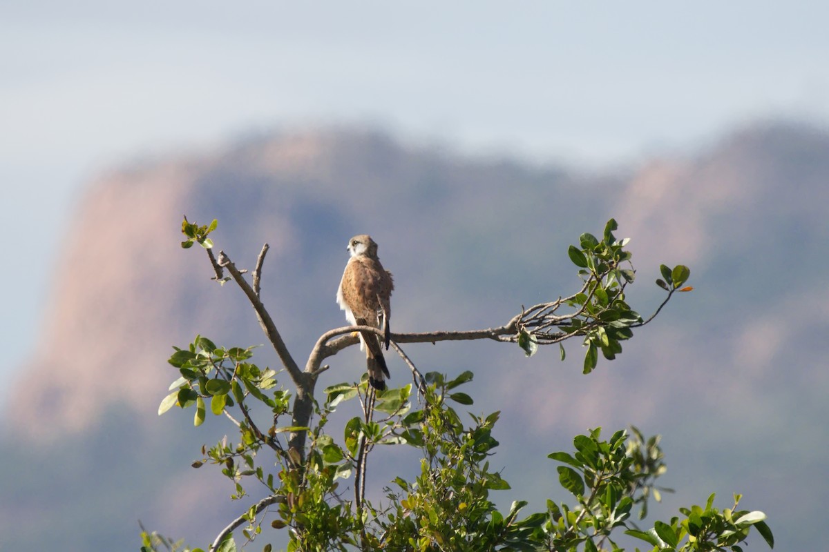 Nankeen Kestrel - Ed Pierce