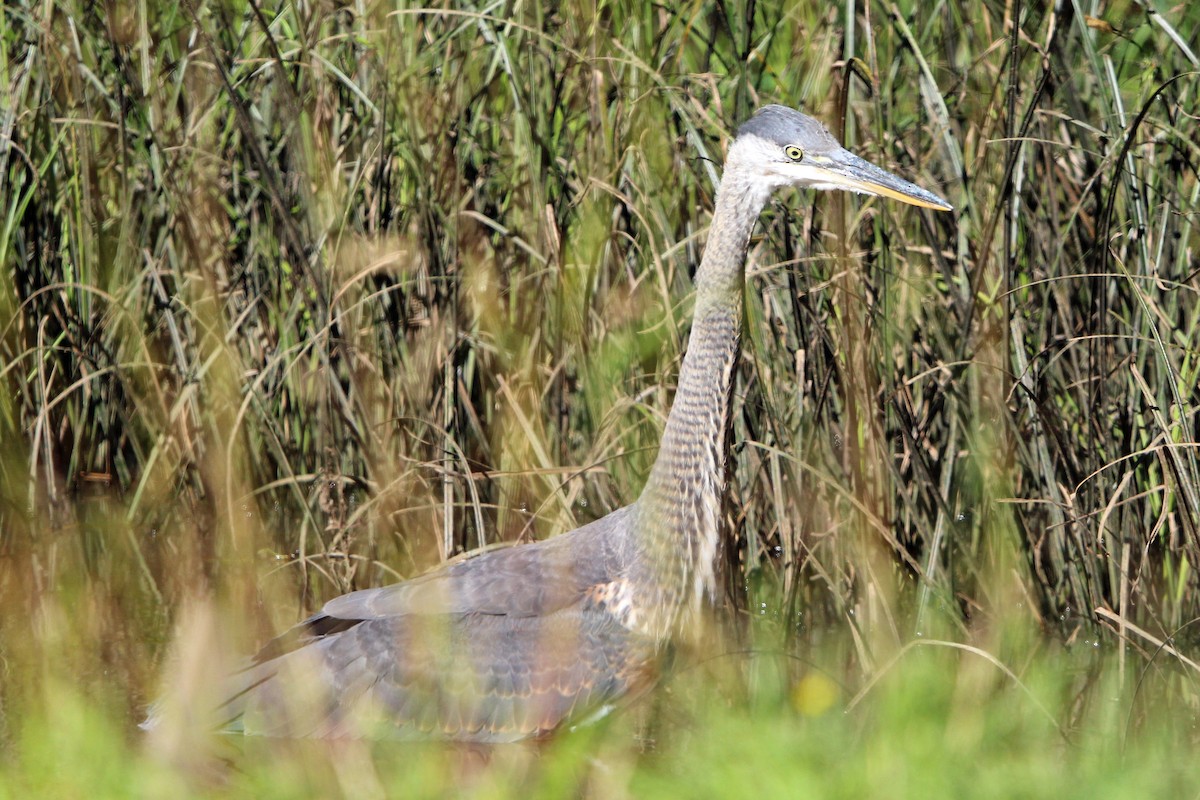 Great Blue Heron - ML622057921