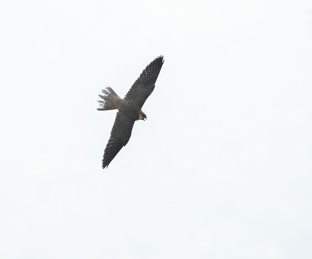 Eurasian Hobby - Nishant Sharma Parajuli