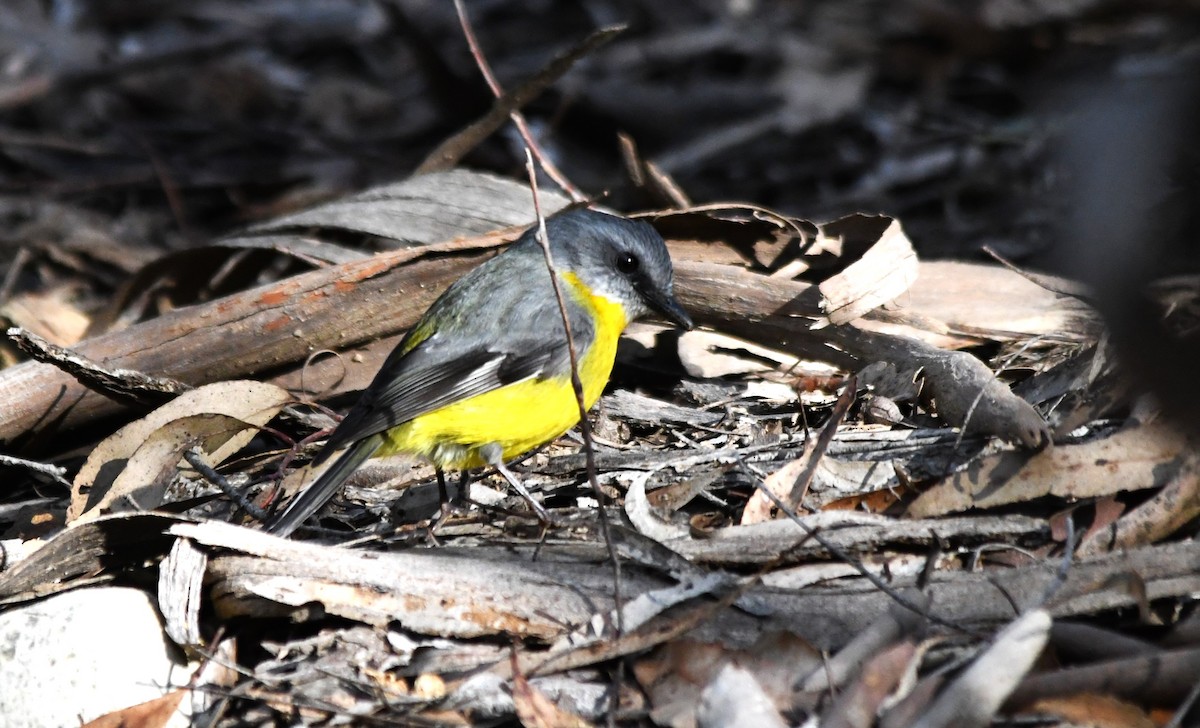 Eastern Yellow Robin - ML622057925