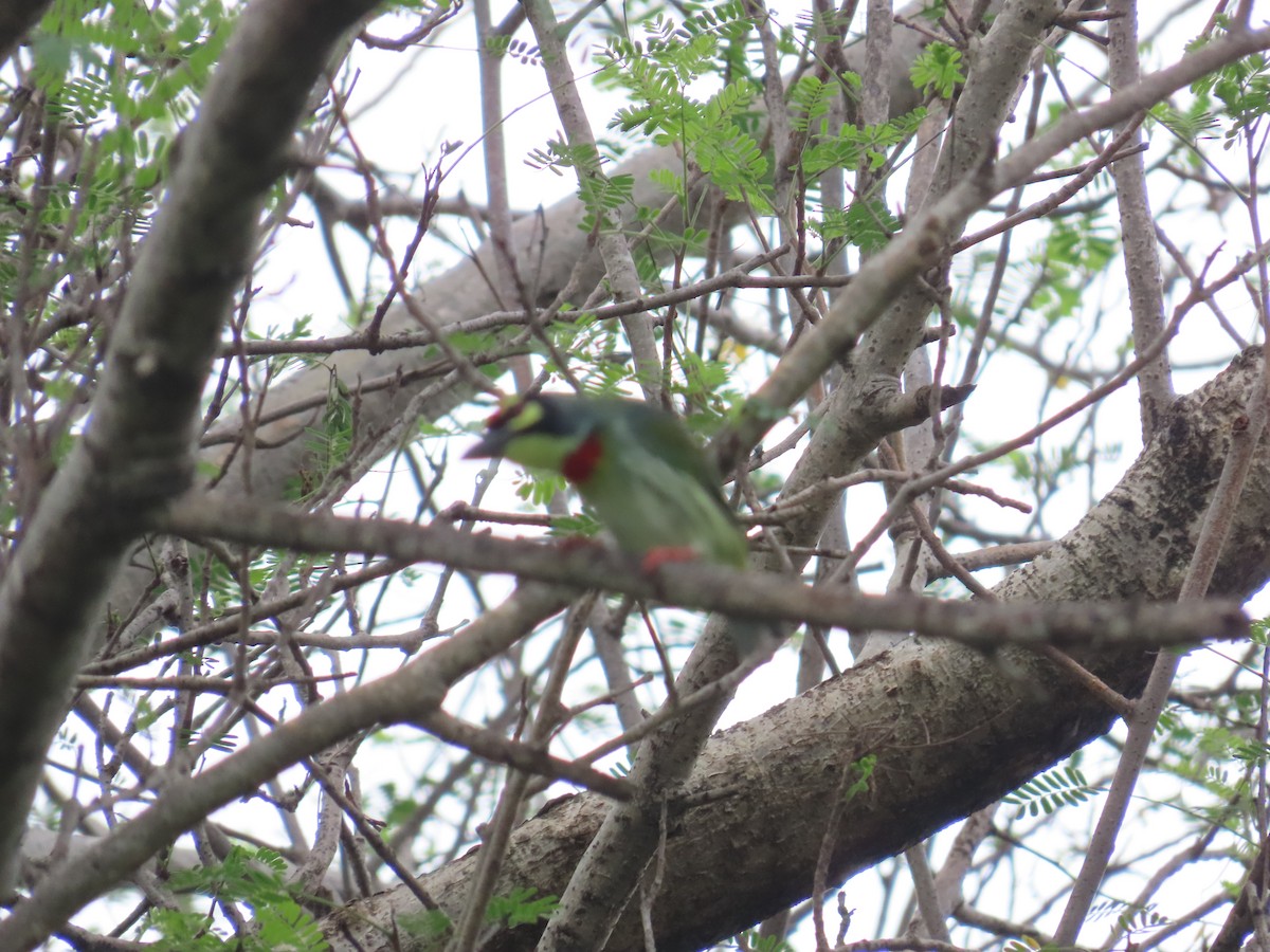 Coppersmith Barbet - ML622057934