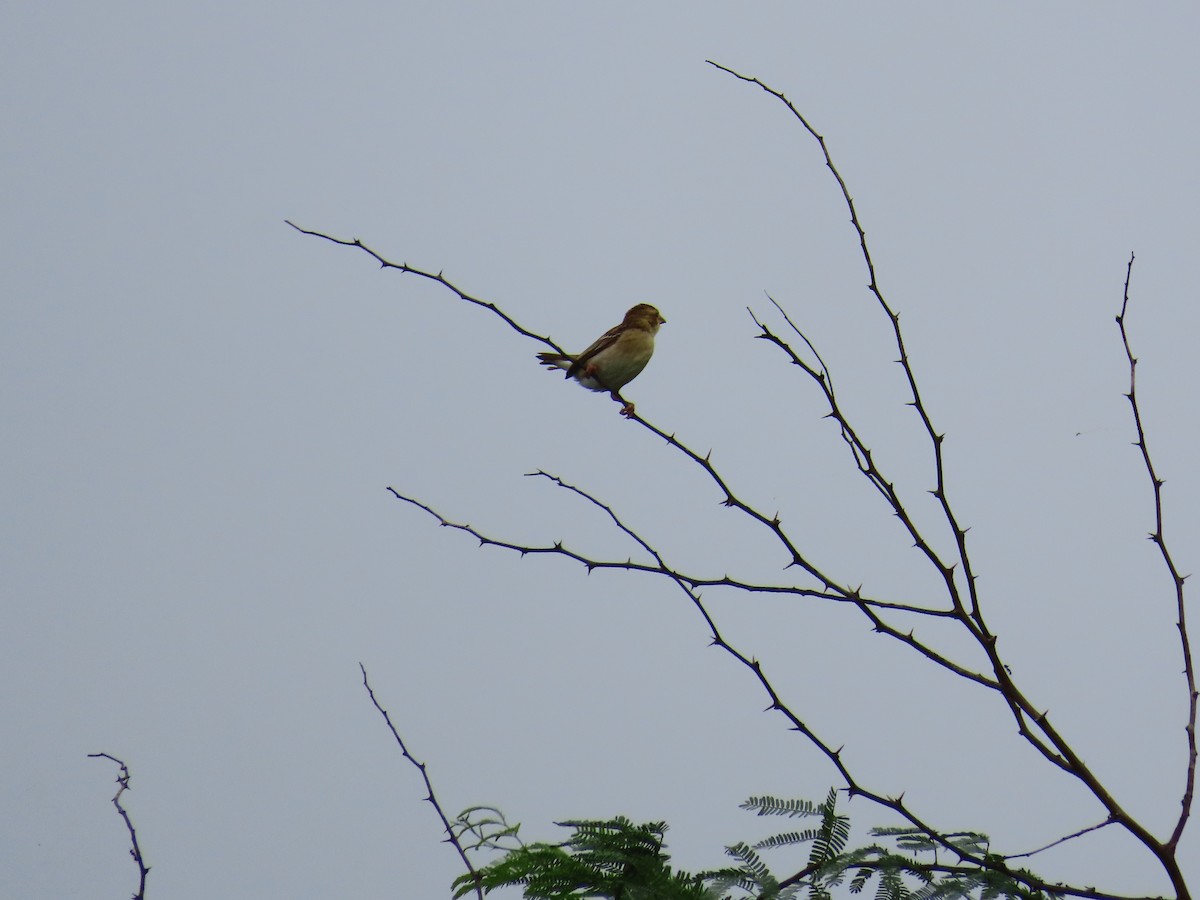 Baya Weaver - ML622057935