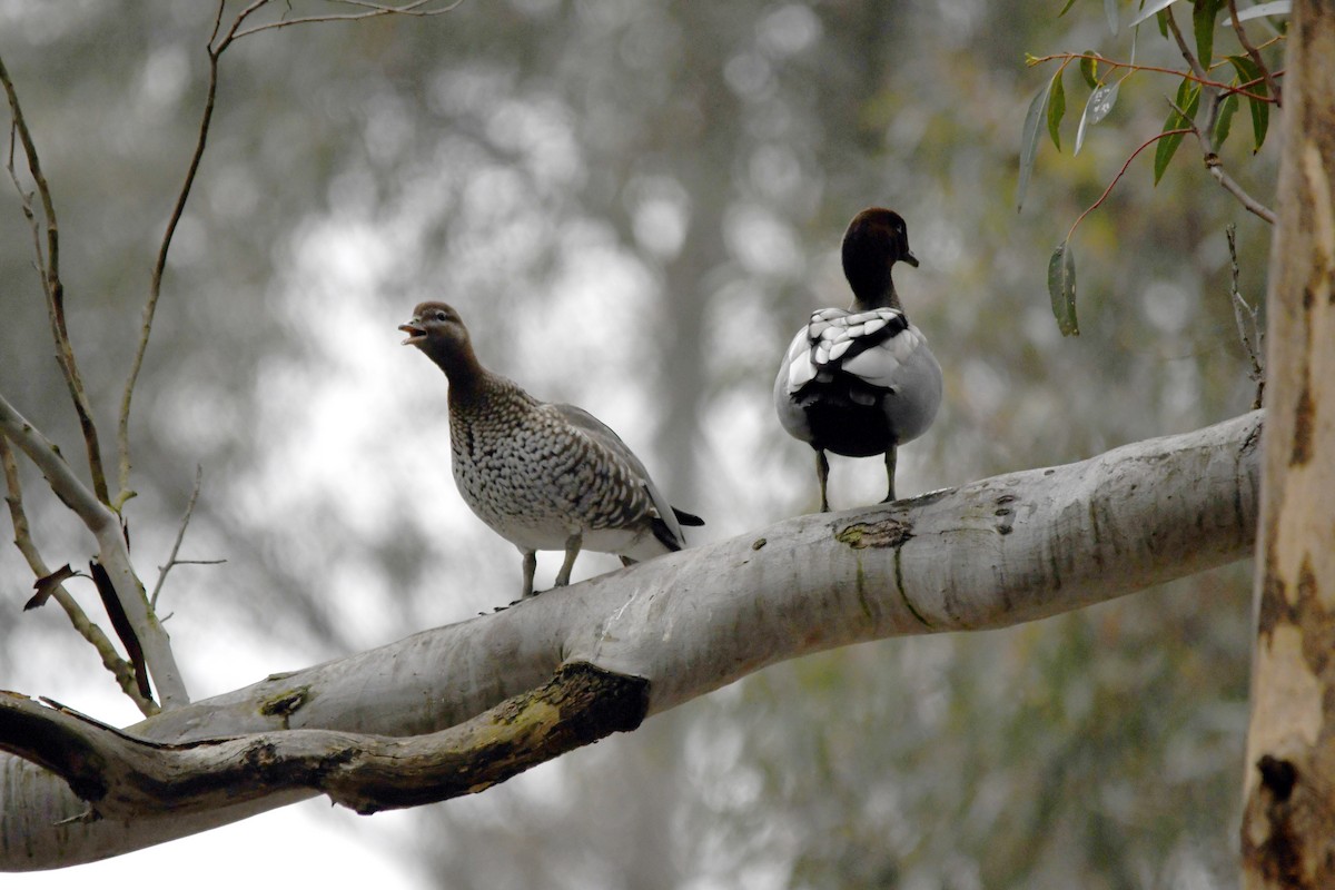 Maned Duck - ML622057937