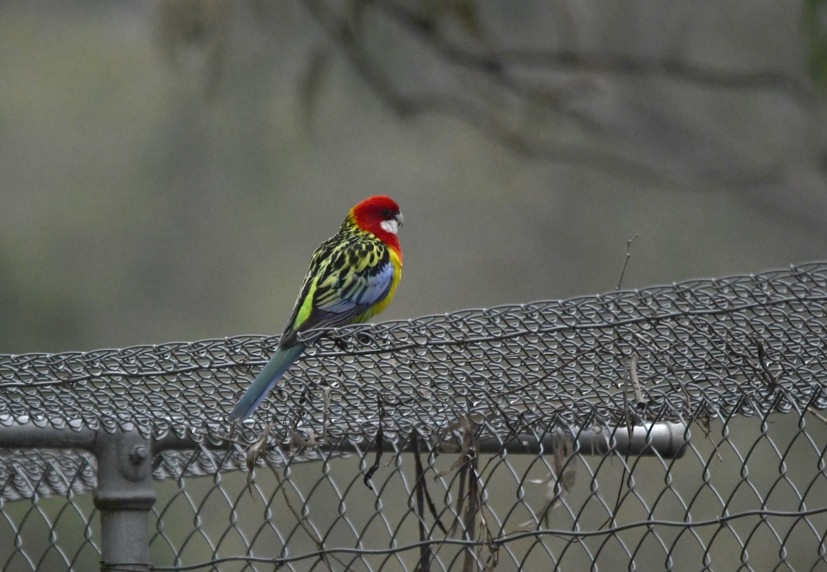 Eastern Rosella - Susan Kruss