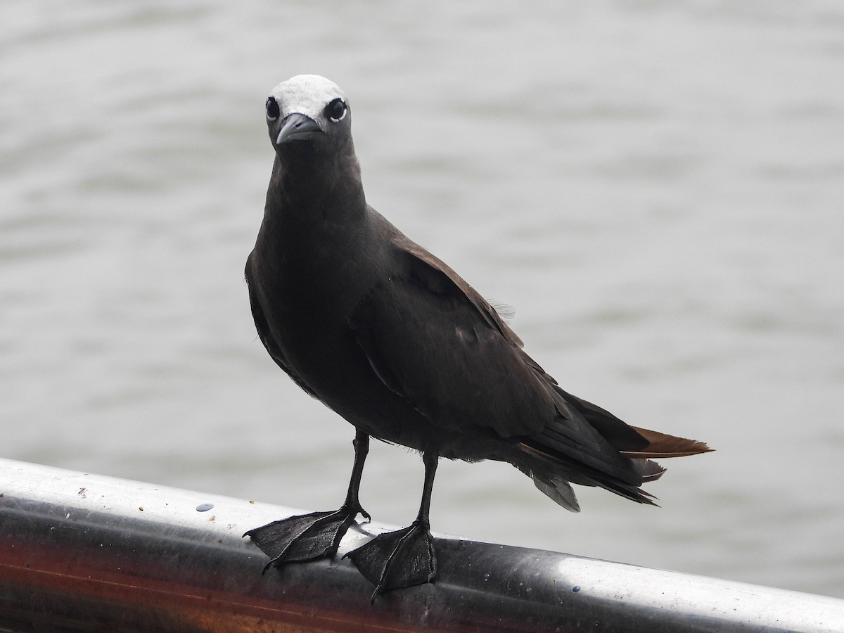 Lesser Noddy - ML622057942