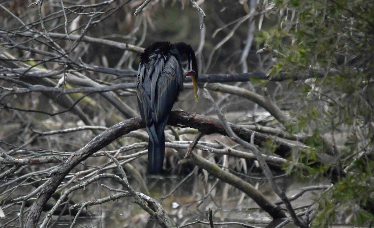 Australasian Darter - ML622057943