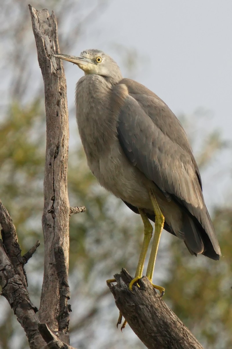 White-faced Heron - Ed Pierce