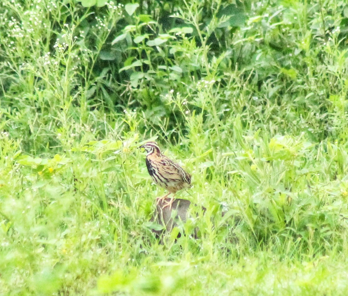 Rain Quail - ML622057950