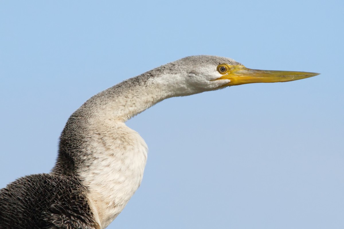 Australasian Darter - Ed Pierce