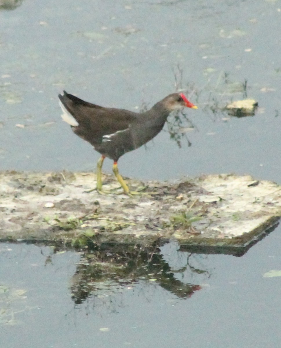 Eurasian Moorhen - Madhavi Babtiwale