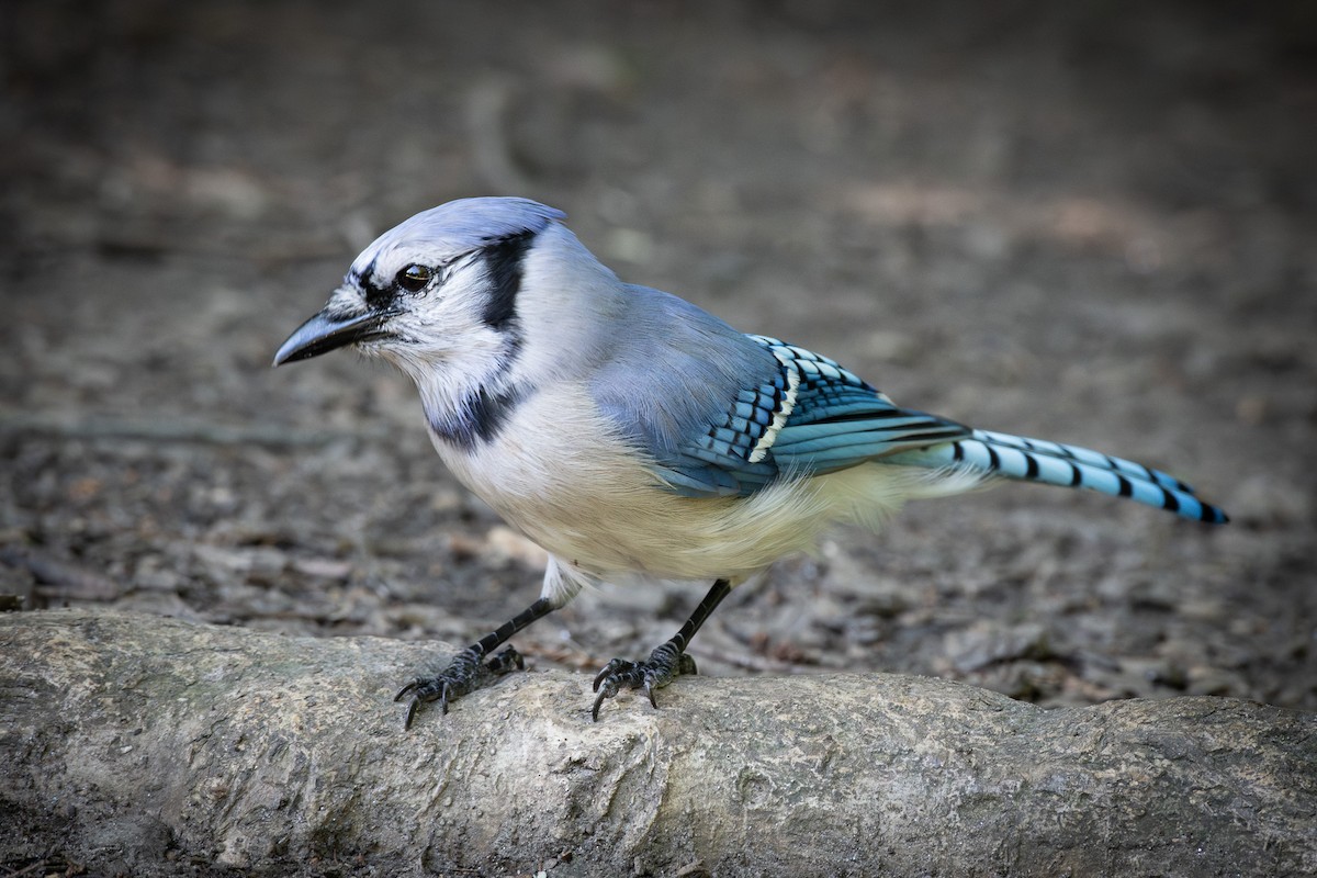 Blue Jay - ML622057955