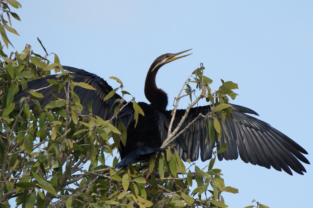 Australasian Darter - ML622057956