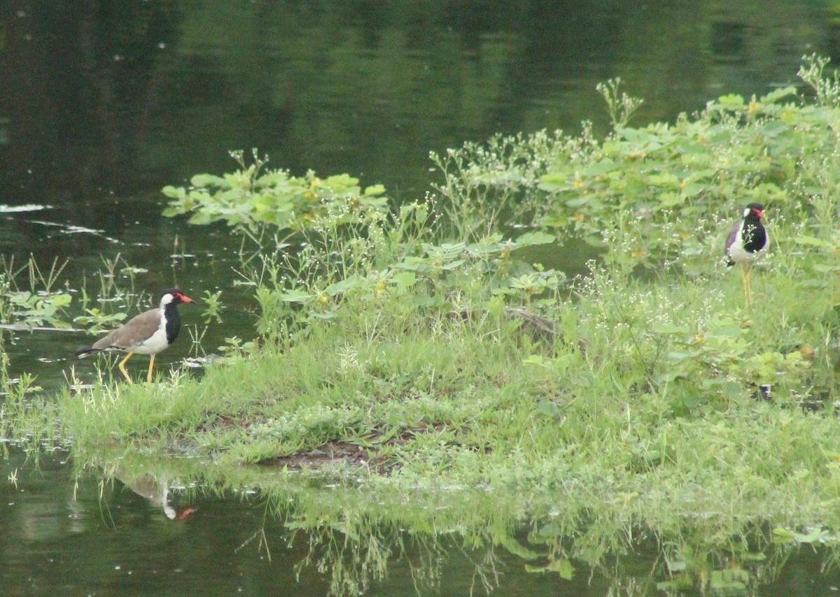 Red-wattled Lapwing - ML622057957