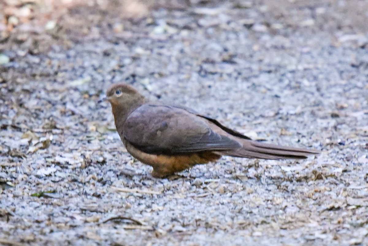 Brown Cuckoo-Dove - ML622057958