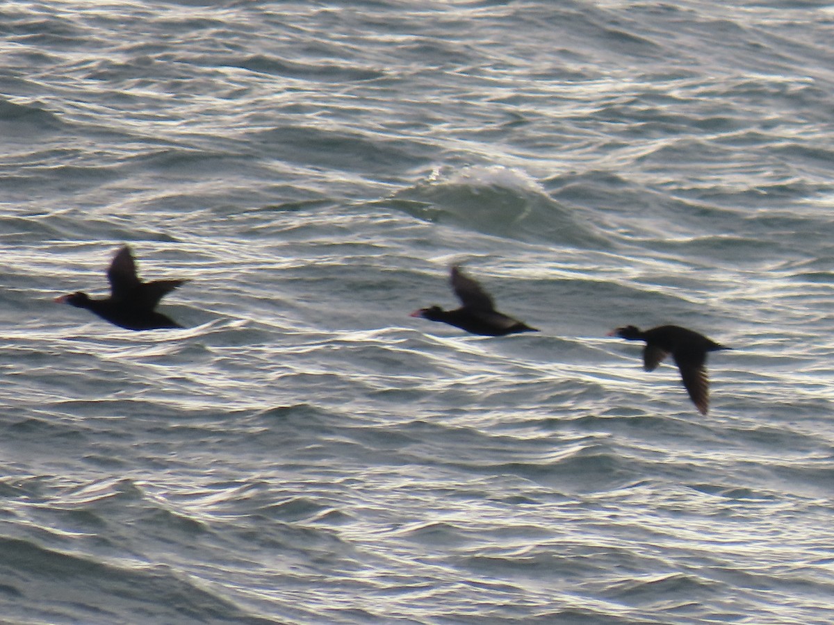 Surf Scoter - ML622057959