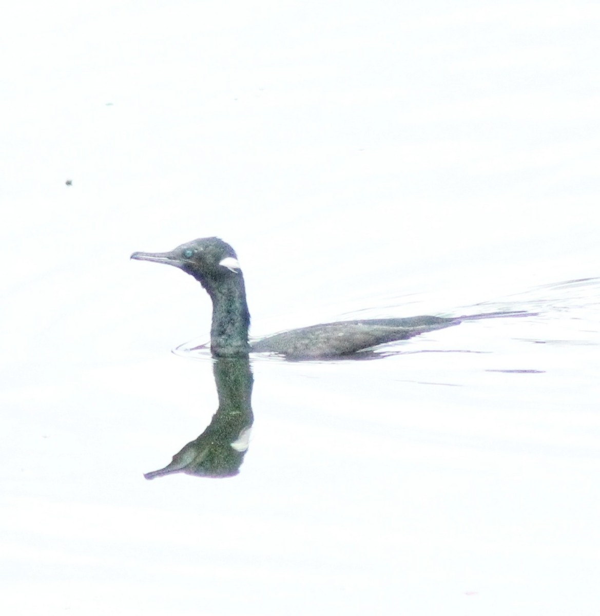 Indian Cormorant - Madhavi Babtiwale