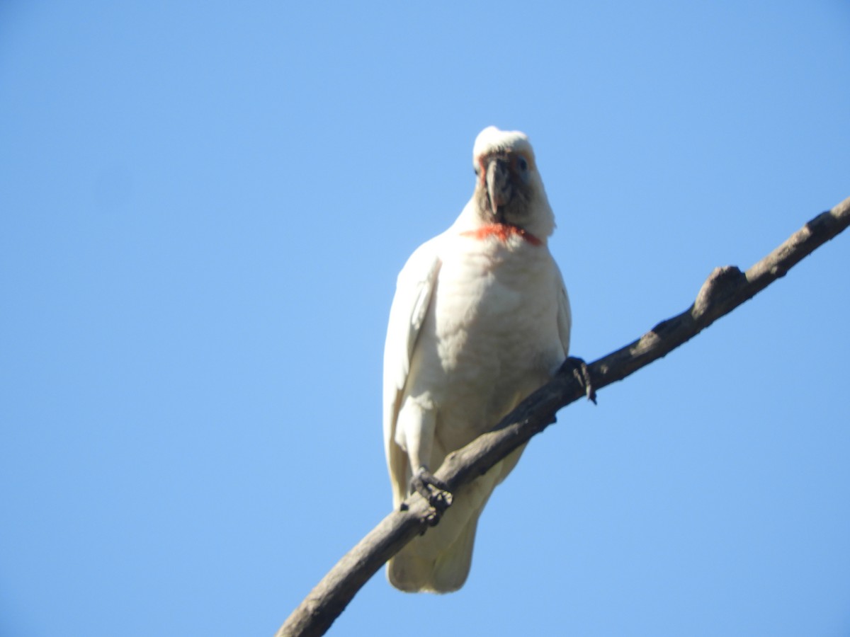 Long-billed Corella - ML622057961