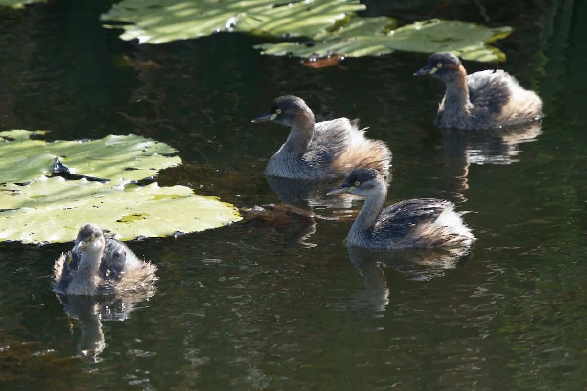 Australasian Grebe - ML622057962