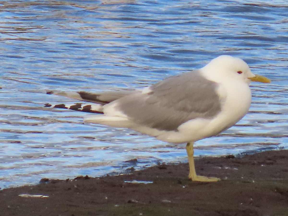 Short-billed Gull - ML622057963