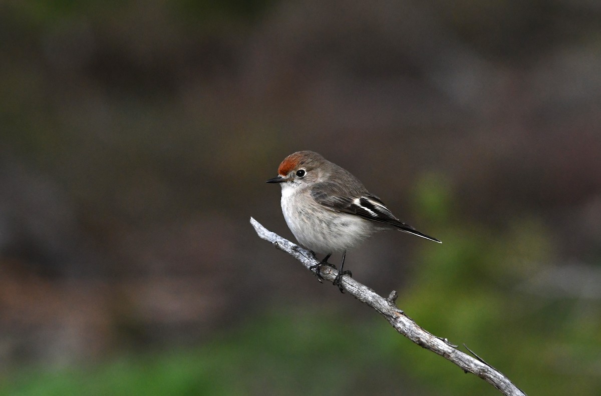 Red-capped Robin - ML622057965